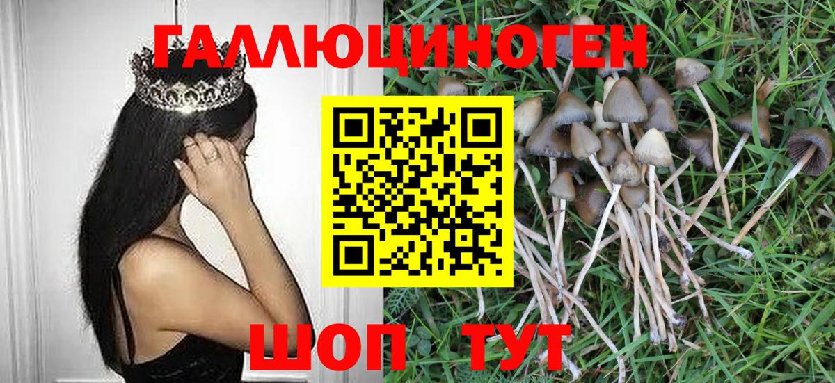Псилоцибиновые грибы Кондопога